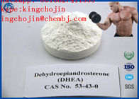 Androgen 53-43-0 Farmaceutische Rang Dhea die Dehydroepiandrosterone Endogene Productie verhogen